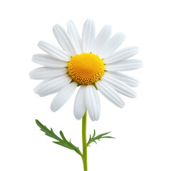 Daisy flower isolated on white and transparent background