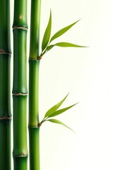 few isolated bamboo stalks against a bright sunny white backdrop, green leaves, isolated nature