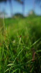 Close-up of a small reddish-brown insect on a blade of grass.