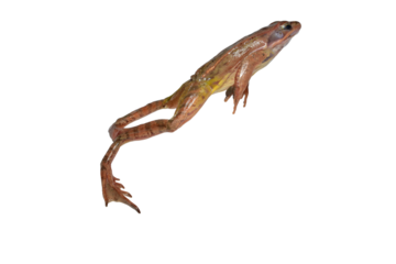 The toad is jumping. The toad's hind legs are extended, the toad's body is aimed upward.