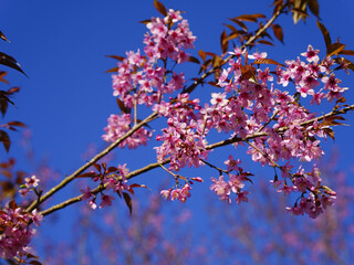Wild Himalayan Cherry, Prunus cerasoides, Sakura in Thailand