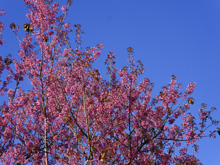 Wild Himalayan Cherry, Prunus cerasoides, Sakura in Thailand