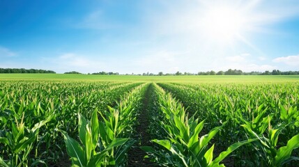 Sunny day on cornfield with bright green crops and clear sky.
