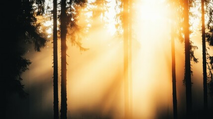 Sunlight streaming through misty forest with tall trees at dawn.