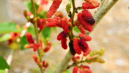 The ripe mulberry is on the fruit tree