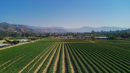 Expansive vineyard scenic greenery view pictures