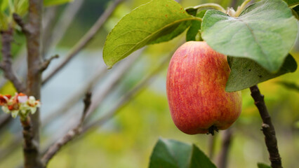 Anna apple from Thailand which has sour taste but still delicious to be eaten.