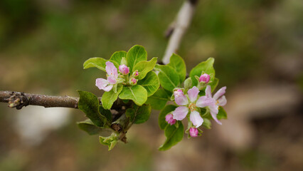 Pink and white apple blossom flowers on tree in springtime