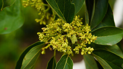 Close-up of an avocado tree with flowers