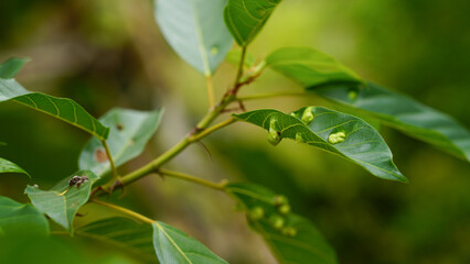 Fig tree leaves showing visible signs of disease and pest damage, with curled, discolored, and partially eaten areas.