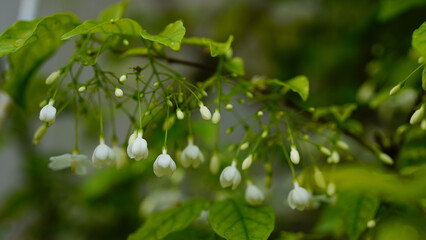 Green blueberry fruits on natural background