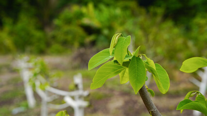 Close-up of young custard apple leaves after pruning.