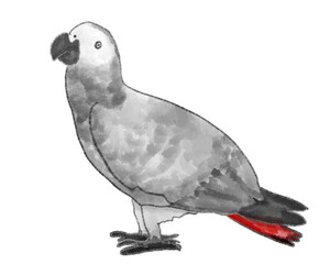 立っているヨウム