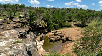 Elephant herd moving around  foor food and water in Hluhluwe National Park in South Africa