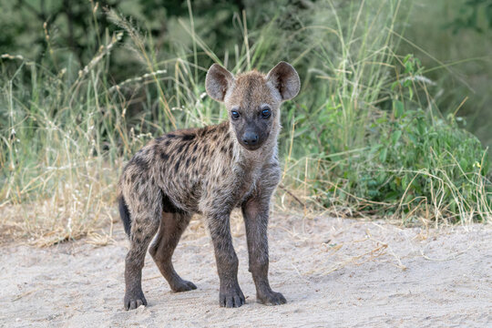 Hyena pup. close encounter with a small curious Spotted Hyena puppy in the Kruger National Park in South Africa