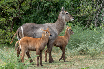 Waterbuck (Kobus ellipsiprymnus). Waterbuck mother and calf searching for protection in the bushes of the Kruger National Park in South Africa
