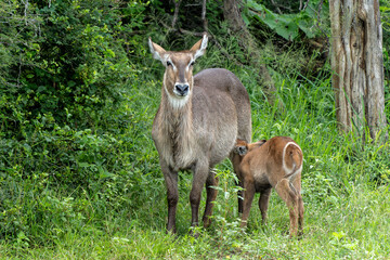 Waterbuck (Kobus ellipsiprymnus). Waterbuck mother and calf searching for protection in the bushes of the Kruger National Park in South Africa