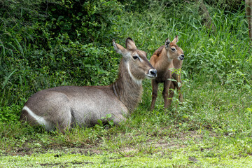Waterbuck (Kobus ellipsiprymnus). Waterbuck mother and calf searching for protection in the bushes of the Kruger National Park in South Africa