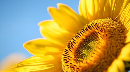 sunflower closeup on blue background