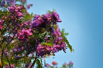 Beautiful purple jacaranda flowers in tree 