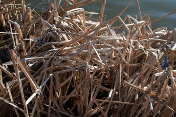 Cattails and reeds on river at sunny day	