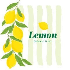 Lemons with leaves Illustration. Lemon plant. Template for cards, menus, flyers, posters. Vector hand drawn illustration.