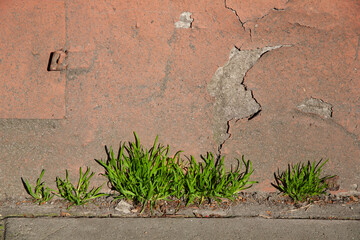 Green grass growing through cracks along an old, weathered wall—an image of resilience, urban...