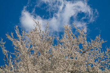 Blooming tree with white spring flowers against a vibrant blue sky and fluffy cloud, symbolizing freshness, renewal, and the beauty of nature
