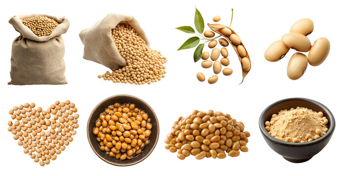 Global Soy Protein Market Projected to Hit $13.7 Billion by 2033