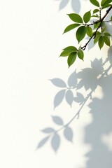 isolated branches with subtle shadows on white, nature, muted, organic