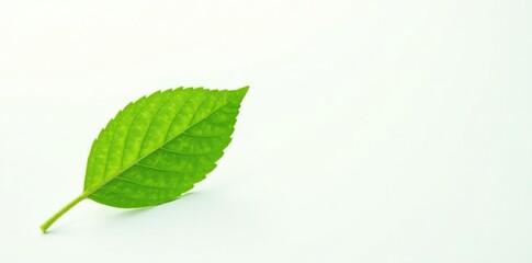 single leaf with veins against bright white background, simplicity, delicate, foliage