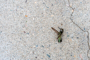 A dead hummingbird on the ground