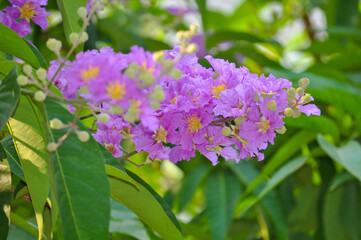 Beautiful purple flower named Lagerstroemia speciosa, Queen's Crape-myrtle, Gaint Crape-myrtle. In Bangladesh it’s called Jarul Flower.
