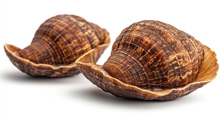 Two large brown snail shells, intricately patterned, rest on a white background. Their rich colors and textures are captivating.