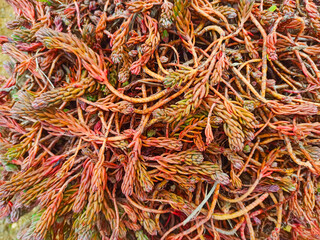Fototapeta premium Petrosedum ochroleucum succulent in spring season. Fresh and bright green and red succulent succulent leaves. European stonecrop is a species of plant in the family Crassulaceae. 