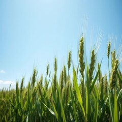 Fototapeta premium Immature wheat stalks, vibrant green, sway gently beneath a vast, cloudless blue sky, scene, background, field