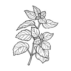 Outline mint branch with leaves in engraving style. Linear hand drawn plant icon. Vector illustration