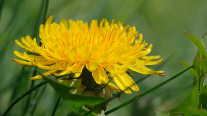 Vibrant yellow dandelion blooming in the meadow