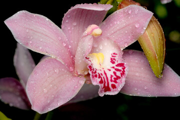 Orchid blooms with vivid raindrops