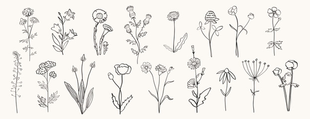 Hand drawn wild flowers and herbs. Vector silhouettes of field plants isolated on white background.
Brush sketch or ink stroke, botanical drawing illustration.
