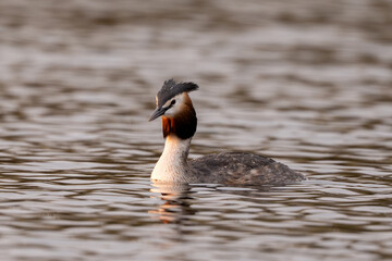 Great Crested Grebe Bird Swims In The Lake
