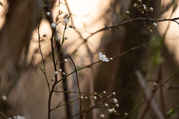 Apricot Branch Blooming In The Sunset Sun