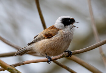 Eurasian Penduline Tit Bird On A Branch