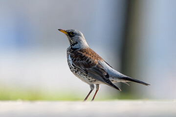 Fieldfare Bird In Action Against A Blurred Background
