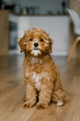 Cute brown Maltipoo puppy sitting on a wooden floor in a modern home. The fluffy dog has curly fur and an innocent expression, looking curiously at the camera. Perfect for pet lovers and home decor