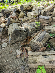 A natural scene of firewood logs arranged in a pile on the ground with dry leaves and forest vegetation.