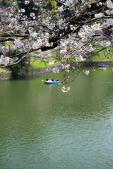 東京都千代田区九段にある千鳥ヶ淵に咲く満開の桜
