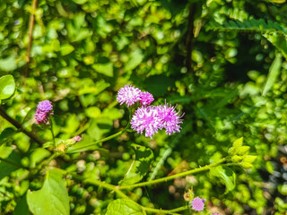 Delicate Pink Flowers of Ageratum houstonianum (Flossflower)
