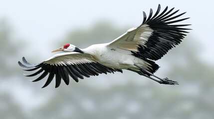 Obraz premium Majestic White-Naped Crane in Flight: A Breathtaking Spectacle of Nature