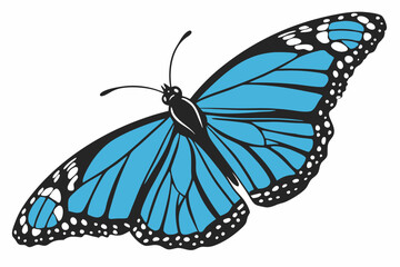 butterfly isolated on white